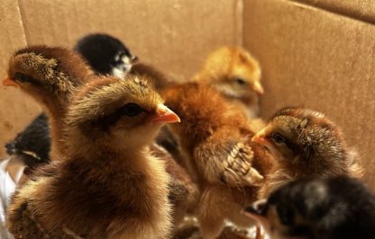 Hatchlings - Image 3