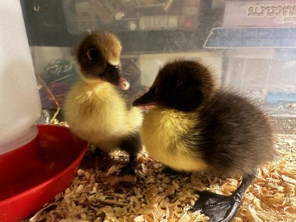 Hatchlings - Image 4