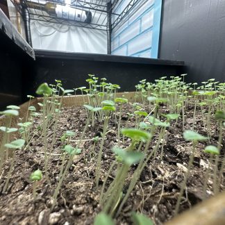 Chia Microgreens Kit