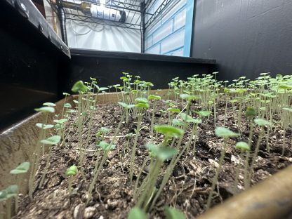 Chia Microgreens Kit