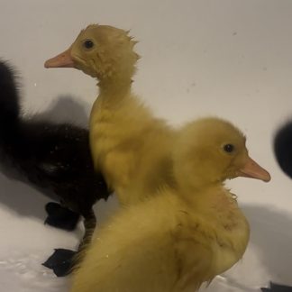 Hatchlings