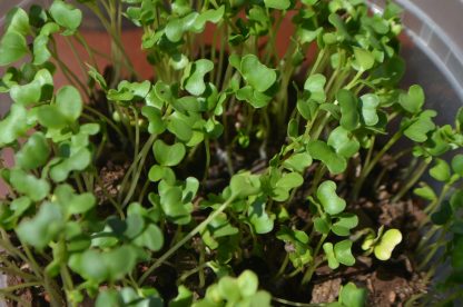 Mustard Microgreens Kit - Image 5