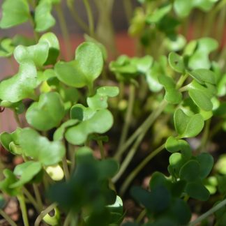 Mustard Microgreens Kit