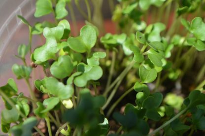 Mustard Microgreens Kit
