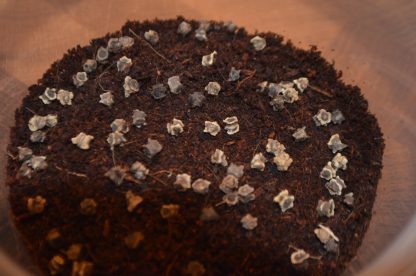 Rainbow Microgreens Kit - Image 2