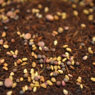 Microgreen Seeds