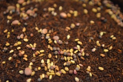 Microgreen Seeds
