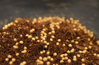 Mustard Microgreens Kit - Image 2