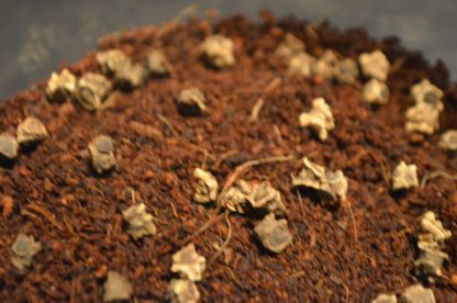 Rainbow Microgreens Kit - Image 4