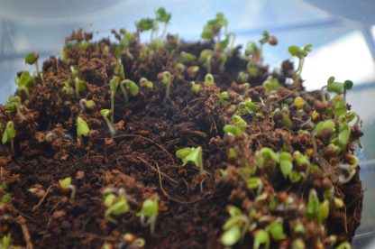 Broccoli Microgreens Kit - Image 4
