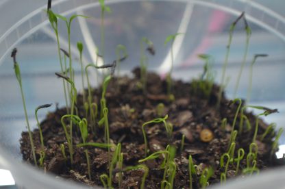 Chervil Microgreens Kit - Image 5