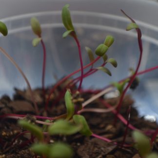 Rainbow Microgreens Kit