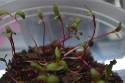 Rainbow Microgreens Kit