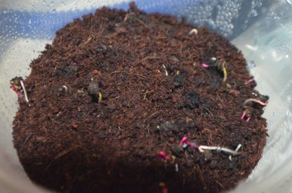 Rainbow Microgreens Kit - Image 5