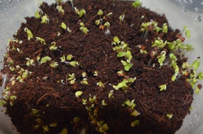 Mustard Microgreens Kit - Image 3