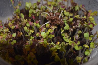 Mustard Microgreens Kit - Image 4