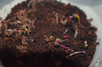 Rainbow Microgreens Kit - Image 8