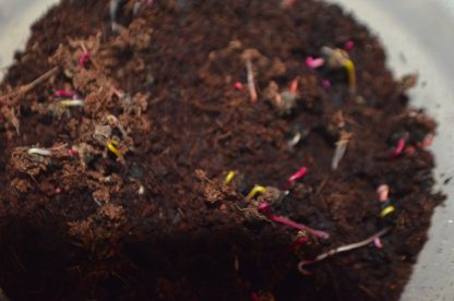 Rainbow Microgreens Kit - Image 7