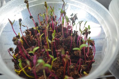 Rainbow Microgreens Kit - Image 9