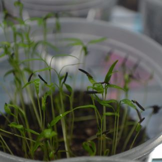 Chervil Microgreens Kit
