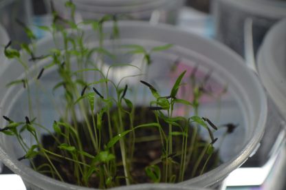 Chervil Microgreens Kit