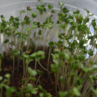 Broccoli Microgreens Kit