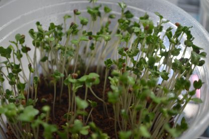Broccoli Microgreens Kit