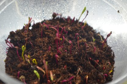 Rainbow Microgreens Kit - Image 6