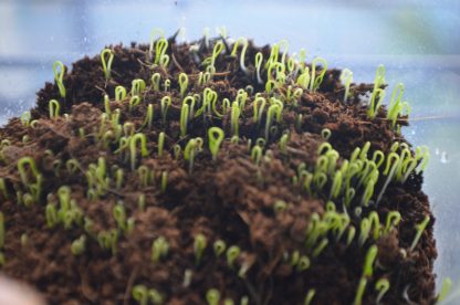 Chervil Microgreens Kit - Image 4