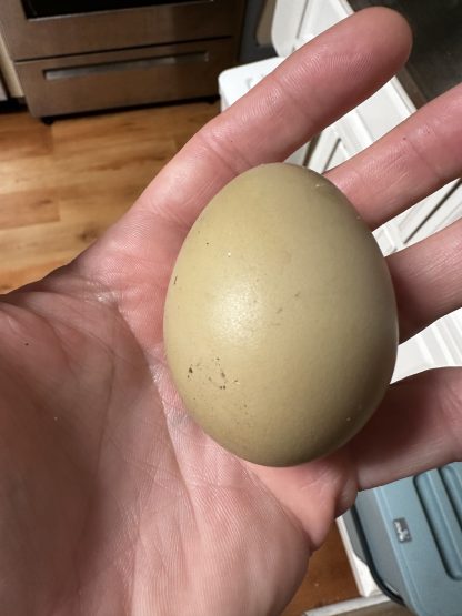 Farm Fresh Eggs - Image 6