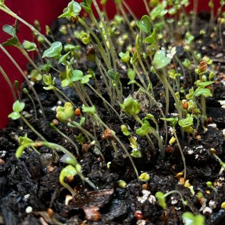 Salad Mix Microgreens Kit