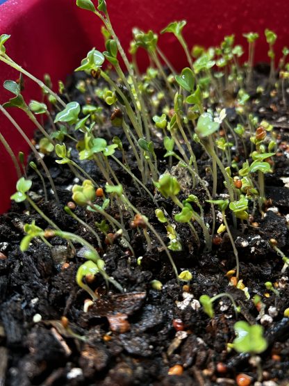 Salad Mix Microgreens Kit