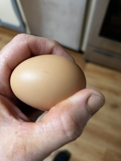 Farm Fresh Eggs - Image 5