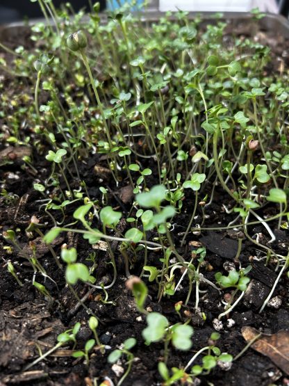 Salad Mix Microgreens Kit - Image 3