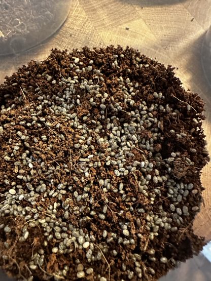 Microgreen Seeds - Image 2