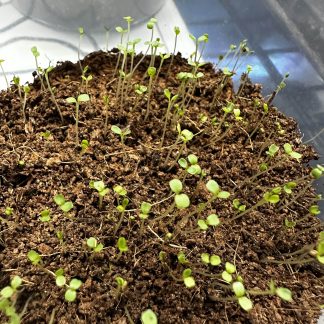 Arugula Microgreens Kit