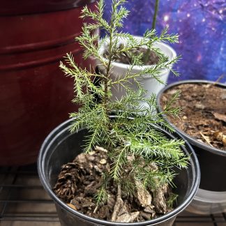 Eastern Red Cedar Juniper Trees