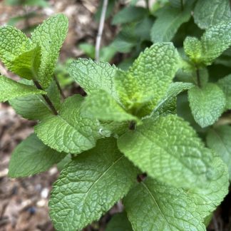 24/7 EMERGENCY MINT SERVICE