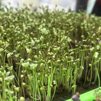 Retail Microgreens Grow Rack Setup