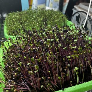 Microgreens Tray